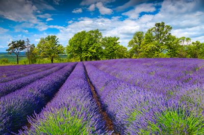 Excursie 1 zi Gradina de Lavanda – Salina Slanic Autocar | 2025